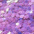 Closeup view of shiny purple flower sequins, perfect for DIY nail art and craft projects. - 30g/Pack / Golden Luster Purple