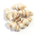 Close-up detail of ceramic conch beads, high temperature glazed DIY jewelry accessories. - Length 20mm Width 11mm Hole 2mm / Coffee White