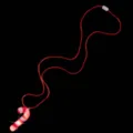 Nahaufnahme Detail der weihnachtlichen LED Zuckerstangen Anhänger Halskette rot. - Zuckerstangen-Kette