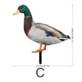 Détail de piquet de jardin canard colvert, décoration réaliste avec dimensions. - YKLU072C