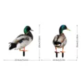 Ensemble de piquet de jardin canard colvert décoration extérieure avec dimensions claires. - YKLU09+B