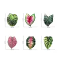 Aimants de réfrigérateur en acrylique feuillage de plante tropicale, autocollants aimantés. - Ensemble TYCT001A+B+C+D+E+F
