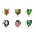 Aimants de refrigerateur en acrylique plante tropicale, autocollants magnetiques de feuille. - Ensemble TYCT002A+B+C+D+E+F