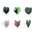 Aimant de réfrigérateur magnétique de plante tropicale en acrylique créatif, détail feuilles. - Ensemble TYCT003A+B+C+D+E+F