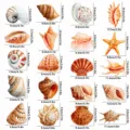Non slip bathtub stickers sea shell waterproof anti slip strips for bathroom floor safety - With Scraper / Marine Animals Set 7