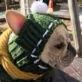 Cute knitted dog hat with pom pom, warm winter pet apparel accessory for French bulldog. - Green