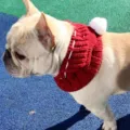Cute dog winter knitted scarf with white pom-pom, warm pet clothing accessory for French bulldog. - Red