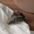 Pince à cheveux triangulaire en acétate écaille de tortue grande pour cheveux épais coiffure - 9cm / Léopard Gris