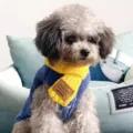 Jolie écharpe en tricot pour petits chiens, accessoire chaud d'hiver pour vos animaux. - S / Jaune