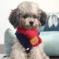 Écharpe tricotée mignonne pour animal de compagnie avec gilet, accessorio chaud d'hiver. - S / Rouge