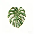 Exquisite variegated monstera leaf brooch, enamel gold-tone plant pin for clothing backpack. - Variegated Monstera Style (E12-5-354)