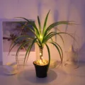 Planta artificial luz nocturna LED USB alimentada de escritorio maceta lámpara decorativa. - Hojas de seda de dragón