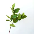 Artificial Saba leaf branch detail view, realistic green foliage for floral arrangement decor. - Saba Leaves