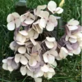 Artificial autumn color hydrangea flower bunch silk floral arrangement for wedding decor - Coffee