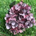 Artificial autumn hydrangea silk flower head bunch for wedding home floral arrangement decor - Bright Red