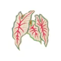 Tropical plant enamel pin featuring colorful caladium leaf design with gold alloy outline. - White Green Pink Veins Style (C3554-4)