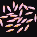 Laser roze nail art strass variant, marquis plat kristallen edelsteen voor manicure decoratie. - Marquise / 3x11mm 20 Stuks/Verpakking / Laser Roze