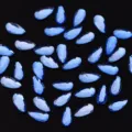 Blaue tropfenförmige Strasssteine mit flacher Rückseite für stilvolles Nageldesign. - Tropfenform / 20 Stück (3x6mm) / Blau