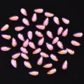 Laser Roze Druppel Nagel Strass Plakke Steentjes Glanzende Nagelstenen voor Nail Art - druppel / 3x6mm 20 Stuks/Verpakking / Laser Roze