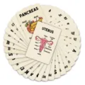 Educational human anatomy flashcards set fanned out showing organs and science learning cards. - 36 Pieces/Pack (RXHA0258)