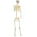 Nahaufnahme des Plastik-Skelett-Requisits mit beweglichen Gelenken für Halloween-Deko. - Neues 180 cm Skelett