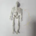 Mini kunststof skelet decoratie voor Halloween feest, tafeldisplay met ophangkoordje. - 15cm Met Gesp / Wit