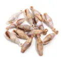 Acrylic conch shell pendants for DIY handmade jewelry making earrings and necklace accessories. - Small Conch with Loop / 50 Pieces / Brown and White