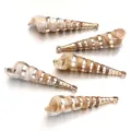 Beige brown acrylic gold plated conch shell charm pendant for DIY jewelry making accessories. - 5 Pieces/Pack (Outer Diameter Approx 18X68mm)