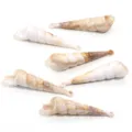 Pendentifs coquillage en acrylique pour fabrication de bijoux DIY, colliers et boucles d'oreilles. - Long Cérithe avec Boucle / Lot de 10 / Marron et Blanc