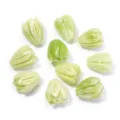 Green tulip shell beads for DIY jewelry making, charm pendants, necklace accessories. - Light Green and White