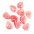 7x9mm imitation coral shell flower tulip beads for DIY earrings and hair accessories - Watermelon Red + White