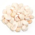 Perles de coquillage naturel pendentifs pour la fabrication de bijoux DIY artisanaux - Petit Coquillage Perforé / 15-20mm (40g/Env. 28 Pcs)