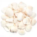 Ensemble de perles de coquillage blanc naturel pour bijoux faits main boucles d'oreilles - Grand Coquillage Non Perforé / 20-30mm (40g/Env. 15 Pcs)