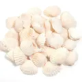 Pendentifs en coquillage naturel avec un trou pour bijoux faits main, colliers et boucles. - Grand Coquillage Perforé / 20-30mm (40g/Env. 15 Pcs)