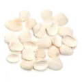 Set di ciondoli con conchiglie bianche naturali per gioielli fatti a mano accessori - Piccola Conchiglia Non Perforata / 15-20mm (40g/Circa 28 Pz)
