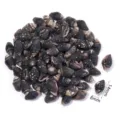 Perline di conchiglia naturali forate per creazione di gioielli fai da te, misura 8mm-14mm. - Conchiglia di lumaca nera non porosa / 40g (Circa 28-32 Pz)