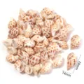 Ciondolo in conchiglia naturale perline di conchiglia forate per gioielli fai da te collana accessori - Piccola Lumaca Babylonia Non Perforata / 40g (Circa 35-40 Pz)