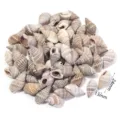 Ciondoli di conchiglie naturali, perline di conchiglia forate per accessori di gioielli fatti. - Conchiglia venata grigia non porosa / 40g (Circa 40-45 Pz)