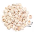 Perline di conchiglia naturale con un foro per fai da te creazione gioielli 12-15mm - Conchiglia Occhio di Gatto Non Porosa / 40g (Circa 51-56 Pz)