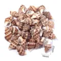 Ciondolo in conchiglia marina naturale perline di conchiglia forate per gioielli fai da te - Conchiglia punteggiata non porosa / 40g (Circa 15-22 Pz)