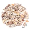 Ciondoli di conchiglie naturali sfuse per creazione di gioielli fai da te collane orecchini. - Grande Mezza Conchiglia a Fiore Non Perforata / 40g (Circa 100-105 Pz)