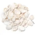 Perline di conchiglia bianca naturale 15-19mm ciondoli di conchiglia forati per gioielli fai da te. - Conchiglia Neve Bianca Non Perforata / 40g (Circa 43-48 Pz)