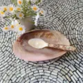 Natural shell spoon variant, creative tableware for exquisite dessert and afternoon tea. - Dark Colorful / 16cm
