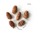 Natural pine cones variant, Christmas wreath and garland decoration accessories set of 6 pcs. - Set of 6 / Scaly Pine Cones 3-4cm