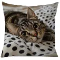 Cute tabby cat throw pillow cover, soft fabric decorative cushion cover for sofa home decor. - Style 4