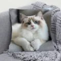 Süßer Katzen-Druck dekorativer Kissenbezug, weicher Stoff Kissenhülle für Sofa Heimdekoration. - Stil 6