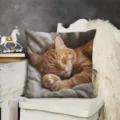 Gemütlicher Deko-Kissenbezug mit schlafender Orangen Katze für kuscheliges Sofa Szenen-Detail. - Stil 12
