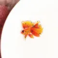Dettaglio ciondolo pesce resina, pesce glitterato translucido per orecchini bijoux DIY. - 02# Koi (1 Pezzo)