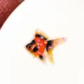 Primo piano dettaglio del ciondolo in resina pesce rosso stella glitter per orecchini. - 03# Koi (1 Pezzo)