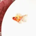 Ciondolo in resina pesce rosso glitterato traslucido ciondolo stella fai da te per gioielli - 04# Koi (1 Pezzo)